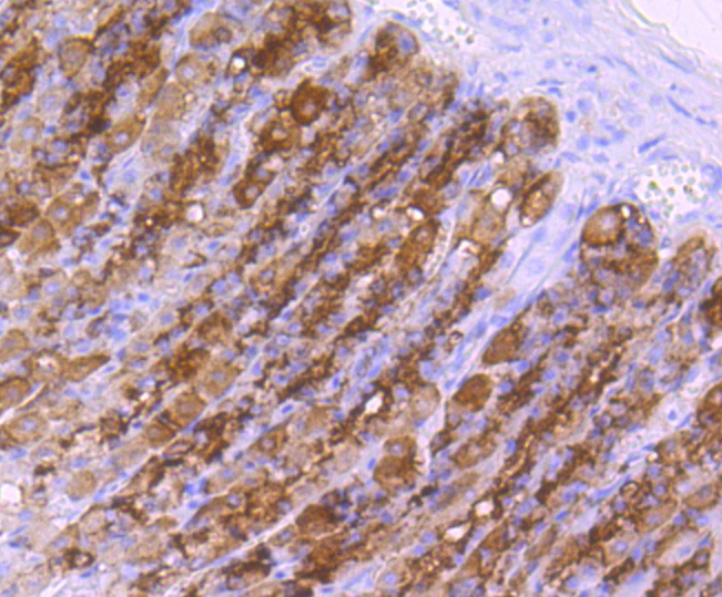 Anti-CHAT Antibody (3G910)