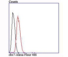 Anti-CBX7 Antibody (8C580)