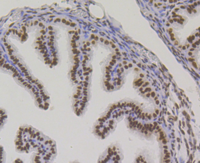Anti-BUB3 Antibody (9N253)
