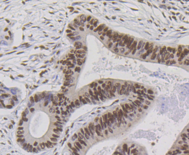 Anti-BUB3 Antibody (9N253)