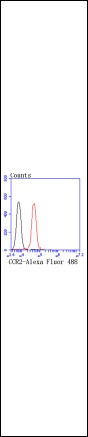 Anti-CCR2 Antibody (1X499)