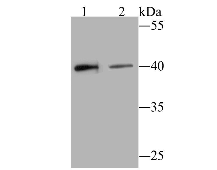 Anti-BST2 Antibody (3M264)