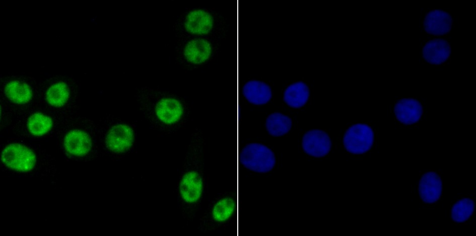 Anti-BUB3 Antibody (9N253)