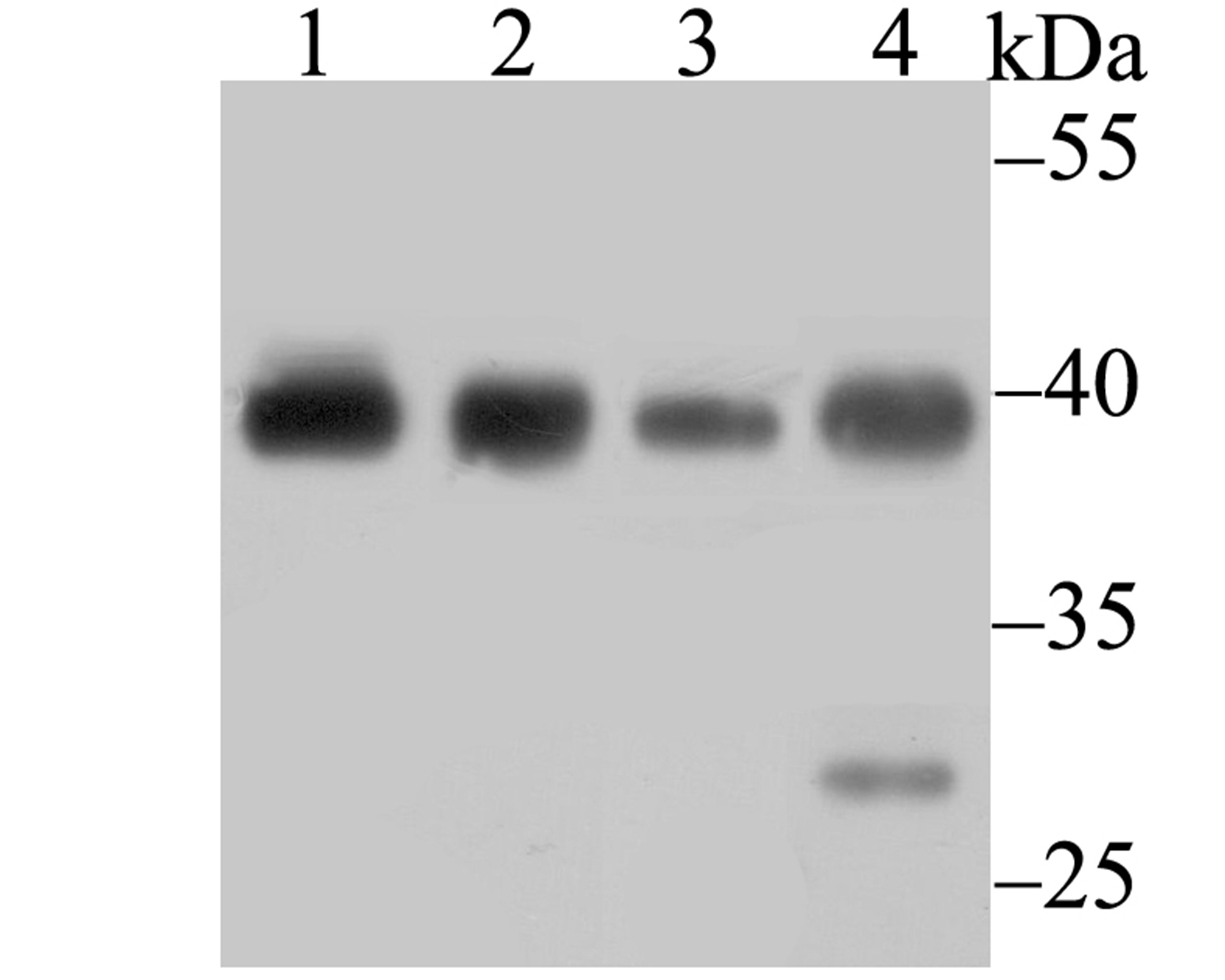 Anti-BUB3 Antibody (9N253)