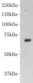 Anti-Serum albumin Antibody (9U460)