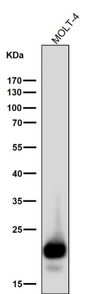 Anti-CD3D Antibody (1W363)