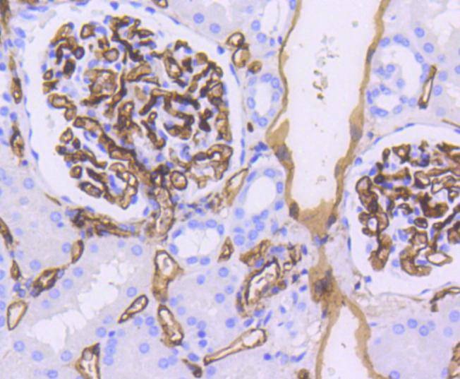 Anti-CD34 Antibody (9J835)