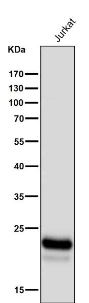 Anti-CD3D Antibody (1W363)