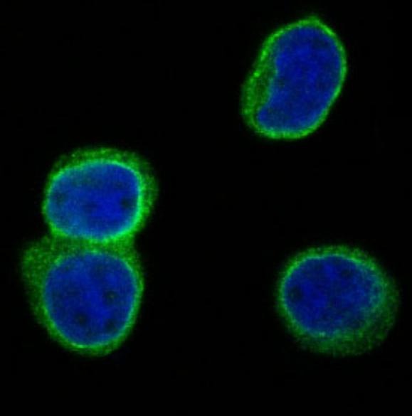 Anti-CD3D Antibody (1W363)