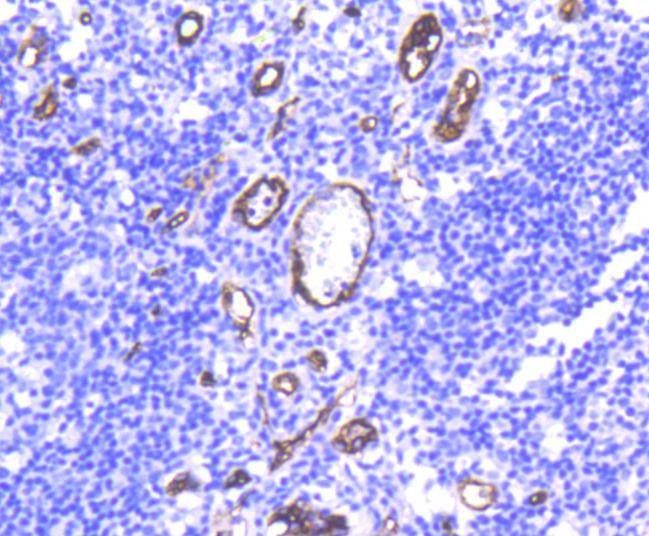 Anti-CD34 Antibody (9J835)