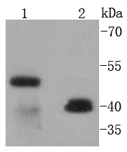 Anti-CD38 Antibody (4I413)