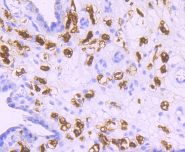 Anti-CD163 Antibody (3C775)