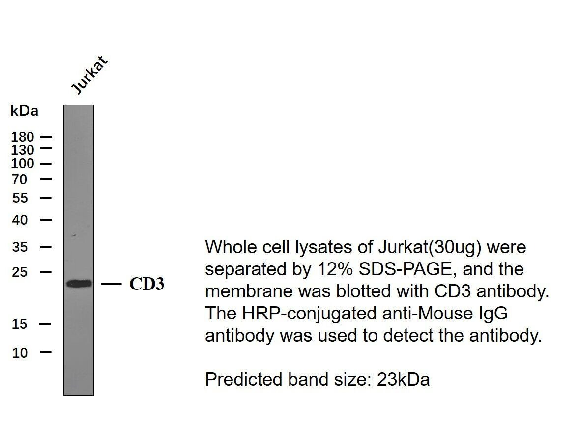 Anti-CD3 epsilon/CD3e Antibody (6D908)