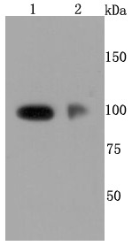 Anti-P-Selectin Antibody (3L556)