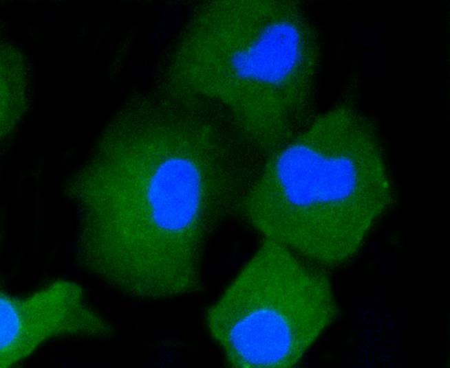 Anti-CD34 Antibody (9J835)
