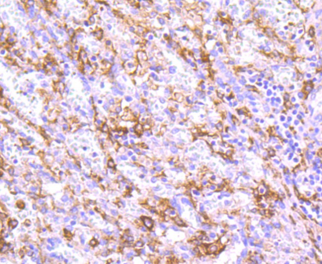 Anti-CD163 Antibody (3C775)