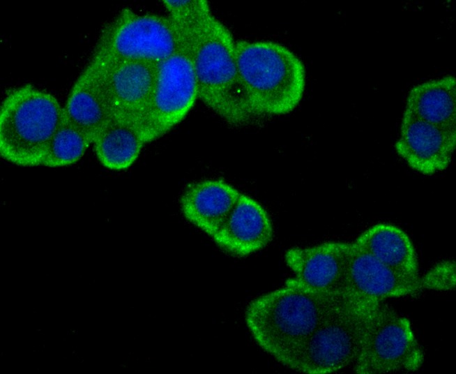 Anti-CD133/PROM1 Antibody (9Y940)