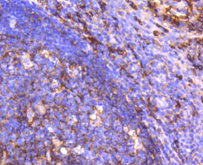 Anti-CD14 Antibody (7E908)