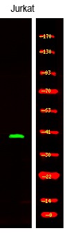 Anti-Phospho-SLAMF1 (Tyr327) Polyclonal Antibody