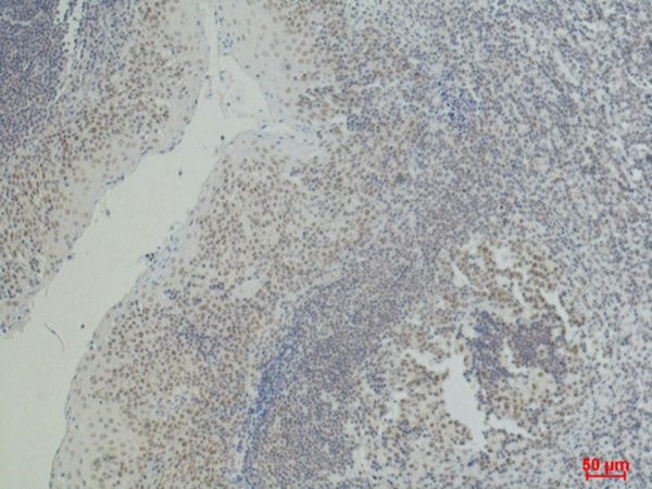 Anti-CD2 Antibody (5J350)