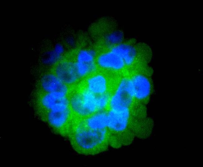 Anti-CD14 Antibody (7E908)