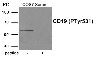 Anti-Phospho-CD19 (Tyr531) Polyclonal Antibody