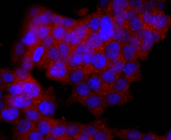 Anti-CD19 Antibody (5R664)