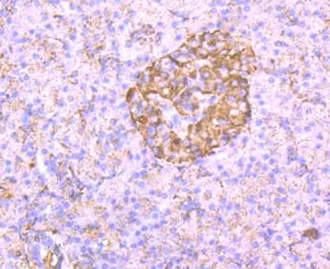 Anti-gp130/IL6ST Antibody (2B824)
