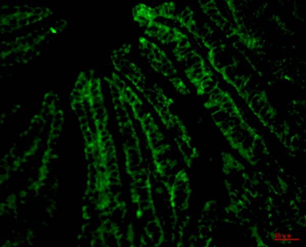 Anti-CD4 Antibody (8H238)