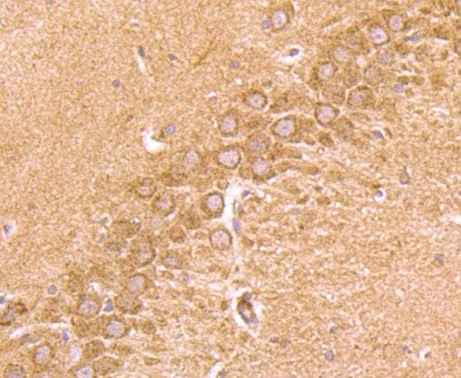 Anti-4-1BB/CD137/TNFRSF9 Antibody (9T808)