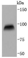 Anti-CD19 Antibody (5R664)