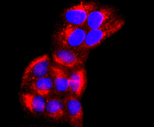 Anti-CD147 Antibody (7A20)