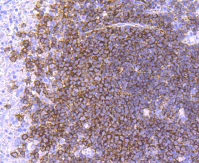 Anti-CD19 Antibody (5R664)