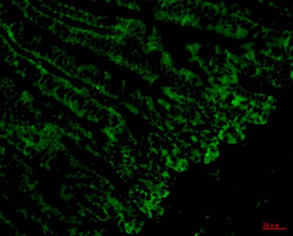 Anti-CD4 Antibody (8H238)