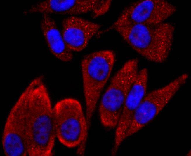 Anti-CD19 Antibody (5R664)