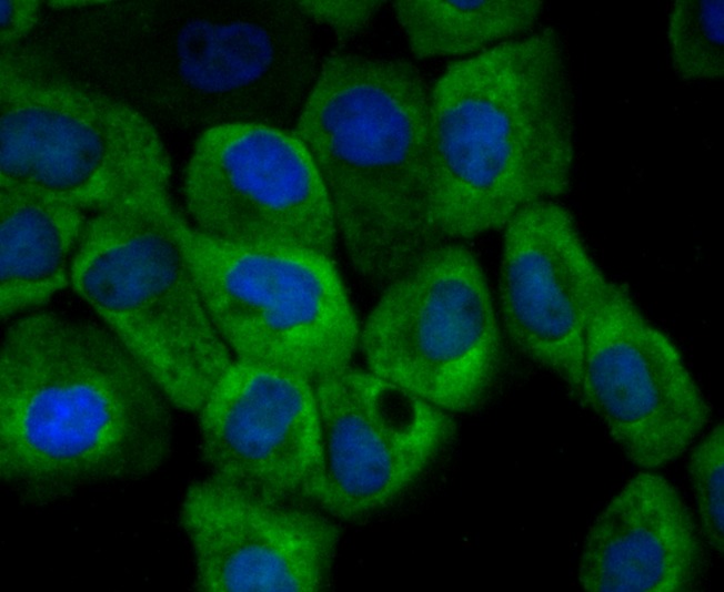 Anti-4-1BB/CD137/TNFRSF9 Antibody (9T808)