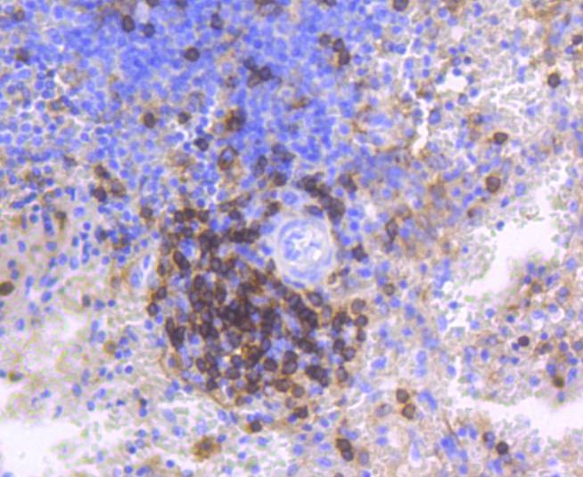 Anti-CD4 Antibody (2R601)