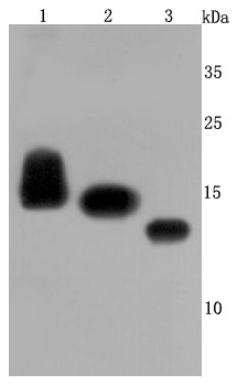 Anti-CD59 Antibody (2A586)