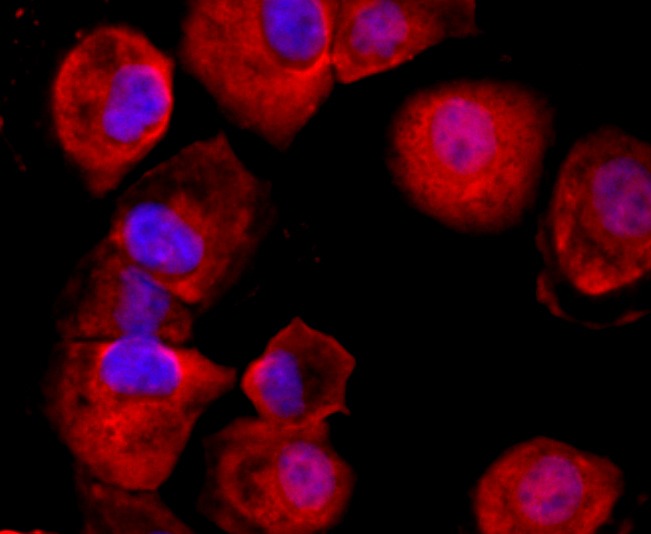 Anti-CD59 Antibody (2A586)