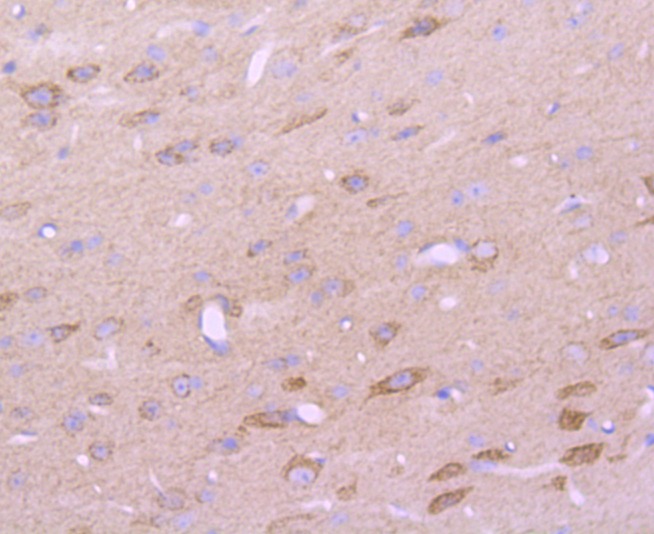 Anti-CD147 Antibody (7A20)