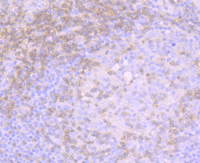 Anti-CD3G Antibody (3M994)