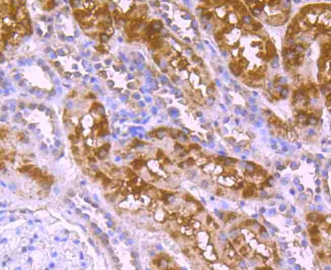 Anti-gp130/IL6ST Antibody (2B824)