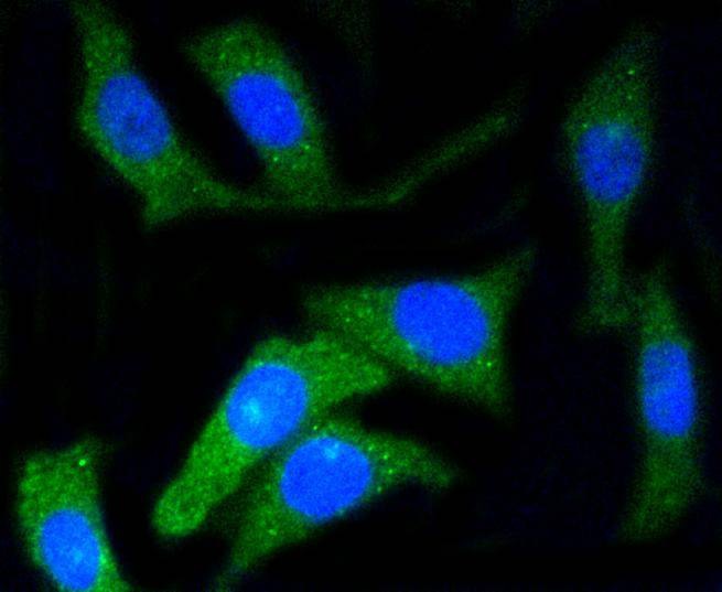 Anti-CD34 Antibody (9J835)
