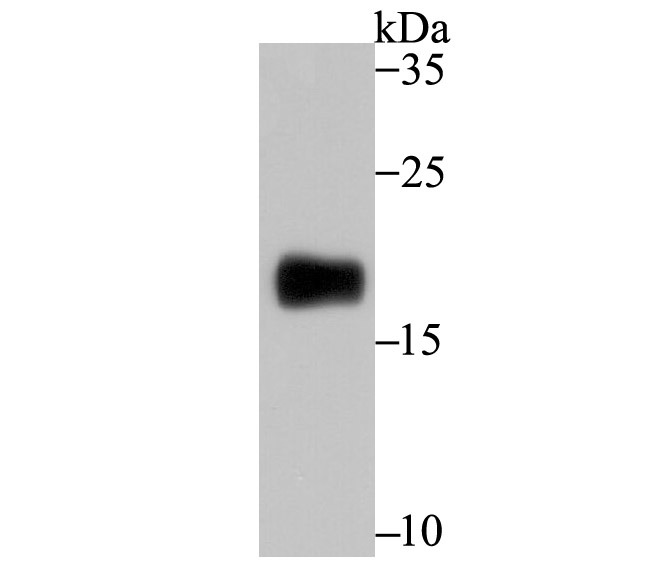 Anti-CD3G Antibody (3M994)