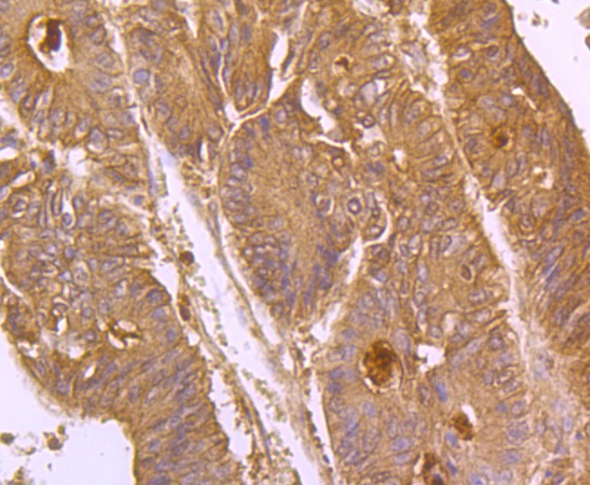Anti-CD133/PROM1 Antibody (9Y940)