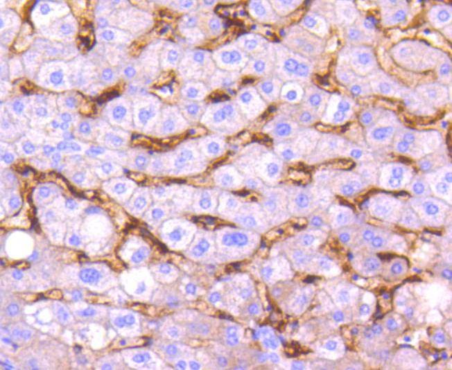Anti-CD14 Antibody (7E908)