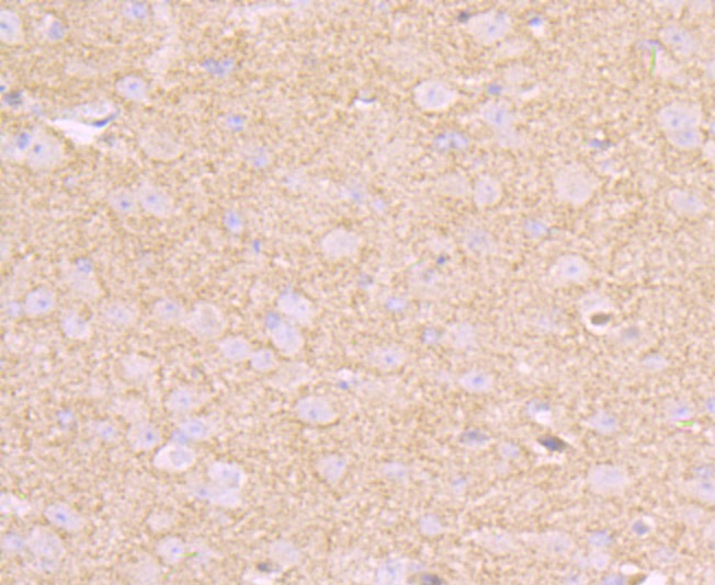 Anti-CD146/MCAM Antibody (6W862)