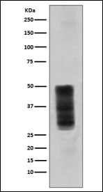 Anti-CD63 Antibody (1H895)