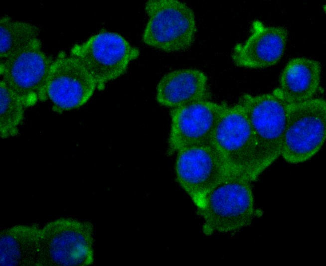 Anti-CD133/PROM1 Antibody (9Y940)