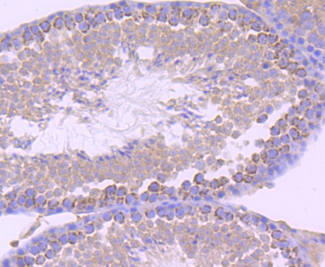 Anti-CD147 Antibody (7A20)
